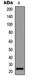 BCL2 Associated Agonist Of Cell Death antibody, MBS8241382, MyBioSource, Western Blot image 