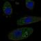 Homogentisate 1,2-Dioxygenase antibody, NBP2-49039, Novus Biologicals, Immunofluorescence image 