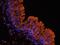 Lysine Acetyltransferase 5 antibody, orb247254, Biorbyt, Immunofluorescence image 
