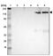 Inter-Alpha-Trypsin Inhibitor Heavy Chain 4 antibody, NBP1-81777, Novus Biologicals, Western Blot image 