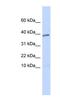 Left-Right Determination Factor 1 antibody, NBP1-59323, Novus Biologicals, Western Blot image 