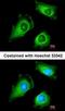 CD44 antigen isoform 4 antibody, orb74102, Biorbyt, Immunofluorescence image 