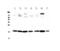 WAP Four-Disulfide Core Domain 2 antibody, PA5-80227, Invitrogen Antibodies, Western Blot image 