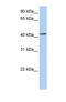 Neuropeptide Y Receptor Y1 antibody, NBP1-59008, Novus Biologicals, Western Blot image 