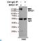 SWI/SNF Related, Matrix Associated, Actin Dependent Regulator Of Chromatin, Subfamily A, Member 4 antibody, LS-C812896, Lifespan Biosciences, Immunoprecipitation image 