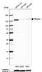 Tripartite Motif Containing 24 antibody, NBP2-56418, Novus Biologicals, Western Blot image 