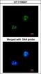 Small Nuclear Ribonucleoprotein 13 antibody, GTX109247, GeneTex, Immunofluorescence image 