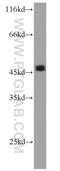 Egl-9 Family Hypoxia Inducible Factor 1 antibody, 20368-1-AP, Proteintech Group, Western Blot image 