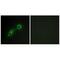 CaM Kinase Like Vesicle Associated antibody, A08356, Boster Biological Technology, Immunofluorescence image 