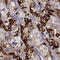 G Protein-Coupled Receptor 50 antibody, HPA054678, Atlas Antibodies, Immunohistochemistry paraffin image 