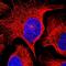 Vacuolar Protein Sorting 25 Homolog antibody, PA5-62570, Invitrogen Antibodies, Immunofluorescence image 
