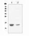 C-X-C Motif Chemokine Ligand 12 antibody, GTX02876, GeneTex, Western Blot image 