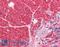 DISC1 Scaffold Protein antibody, LS-B2805, Lifespan Biosciences, Immunohistochemistry paraffin image 