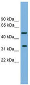 Cp27 antibody, TA340096, Origene, Western Blot image 