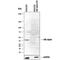 NFKB Inhibitor Alpha antibody, AF4299, R&D Systems, Western Blot image 