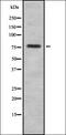 CDK5 Regulatory Subunit Associated Protein 1 antibody, orb337711, Biorbyt, Western Blot image 