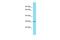 ATP Synthase Mitochondrial F1 Complex Assembly Factor 2 antibody, PA5-70554, Invitrogen Antibodies, Western Blot image 