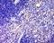 Chromosome 1 Open Reading Frame 43 antibody, orb1779, Biorbyt, Immunohistochemistry paraffin image 