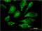 Mitogen-Activated Protein Kinase 13 antibody, LS-B5519, Lifespan Biosciences, Immunofluorescence image 