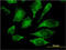 p38 MAPK antibody, LS-B5519, Lifespan Biosciences, Immunofluorescence image 