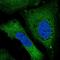 RalA Binding Protein 1 antibody, NBP2-30698, Novus Biologicals, Immunofluorescence image 