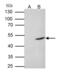 Flotillin 2 antibody, GTX114411, GeneTex, Immunoprecipitation image 