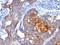 Extracellular Matrix Protein 1 antibody, orb388056, Biorbyt, Immunohistochemistry paraffin image 