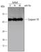 Caspase 10 antibody, MAB834, R&D Systems, Western Blot image 