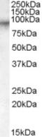 P26255 antibody, 46-623, ProSci, Western Blot image 