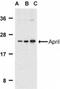 TNF Superfamily Member 13 antibody, NBP1-76767, Novus Biologicals, Western Blot image 