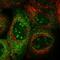 Dynactin Subunit 3 antibody, HPA044905, Atlas Antibodies, Immunofluorescence image 