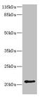 HD Domain Containing 3 antibody, CSB-PA836666HA01HU, Cusabio, Western Blot image 