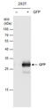 GFP antibody, GTX113617, GeneTex, Western Blot image 