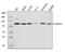 Catenin Delta 1 antibody, A02333-3, Boster Biological Technology, Western Blot image 