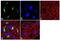 Mucin 5AC, Oligomeric Mucus/Gel-Forming antibody, MA5-12178, Invitrogen Antibodies, Immunofluorescence image 