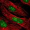 Transcription Elongation Regulator 1 antibody, PA5-64187, Invitrogen Antibodies, Immunofluorescence image 