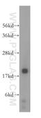 N(Alpha)-Acetyltransferase 20, NatB Catalytic Subunit antibody, 15807-1-AP, Proteintech Group, Western Blot image 