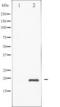 DNA Damage Inducible Transcript 3 antibody, TA325409, Origene, Western Blot image 