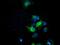 Ephrin A2 antibody, MA5-25186, Invitrogen Antibodies, Immunocytochemistry image 