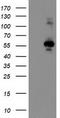 Osm antibody, TA503417, Origene, Western Blot image 