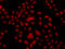 F-Box And WD Repeat Domain Containing 11 antibody, 23-181, ProSci, Immunofluorescence image 