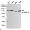 Heat Shock Protein Family A (Hsp70) Member 5 antibody, LS-C812894, Lifespan Biosciences, Western Blot image 