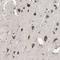 Proprotein Convertase Subtilisin/Kexin Type 4 antibody, NBP1-88010, Novus Biologicals, Immunohistochemistry frozen image 