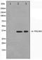 PDZ And LIM Domain 1 antibody, TA347513, Origene, Western Blot image 