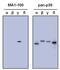 Mitogen-Activated Protein Kinase 12 antibody, MA1-100, Invitrogen Antibodies, Western Blot image 