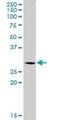 Sorting Nexin 12 antibody, H00029934-B01P, Novus Biologicals, Western Blot image 