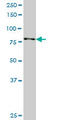 Ribosomal Protein S6 Kinase A3 antibody, LS-C198121, Lifespan Biosciences, Western Blot image 