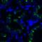 T Cell Immunoreceptor With Ig And ITIM Domains antibody, RF16058, ProSci, Immunofluorescence image 