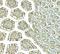 Collagen Triple Helix Repeat Containing 1 antibody, A05203, Boster Biological Technology, Immunohistochemistry paraffin image 