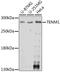 Teneurin Transmembrane Protein 1 antibody, A15774, ABclonal Technology, Western Blot image 